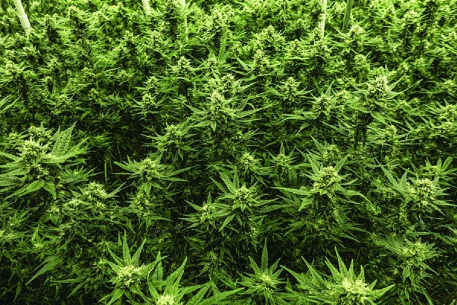 Los Angeles weed delivery